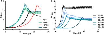 Rational Engineering of Phenylalanine Accumulation in Pseudomonas taiwanensis to Enable High-Yield Production of Trans-Cinnamate